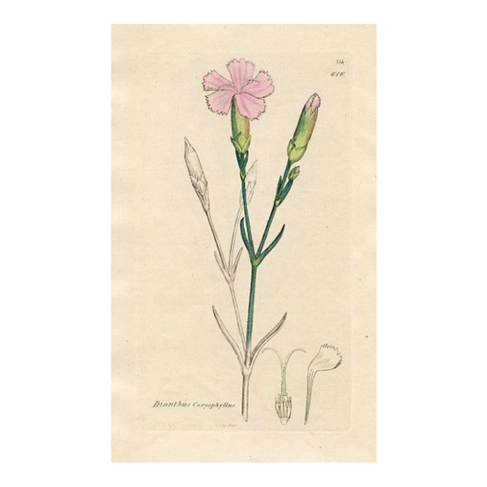 1840s carnation botanical print by james sowerby original antique botanical engraving england 9021