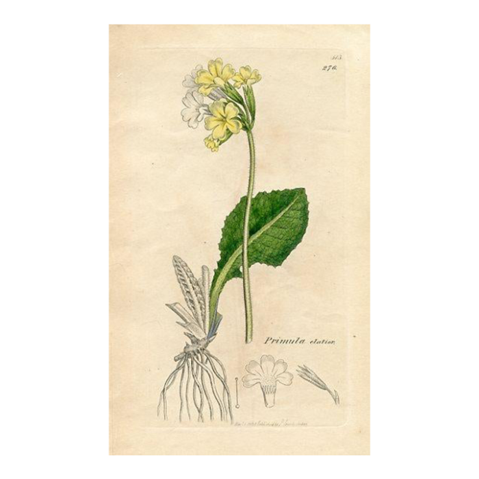 1840s cowslip botanical print by james sowerby original antique botanical engraving england 8779