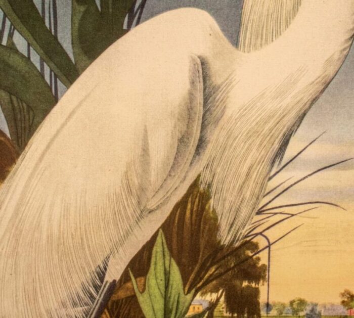 after james audubon snowy heron print 1303