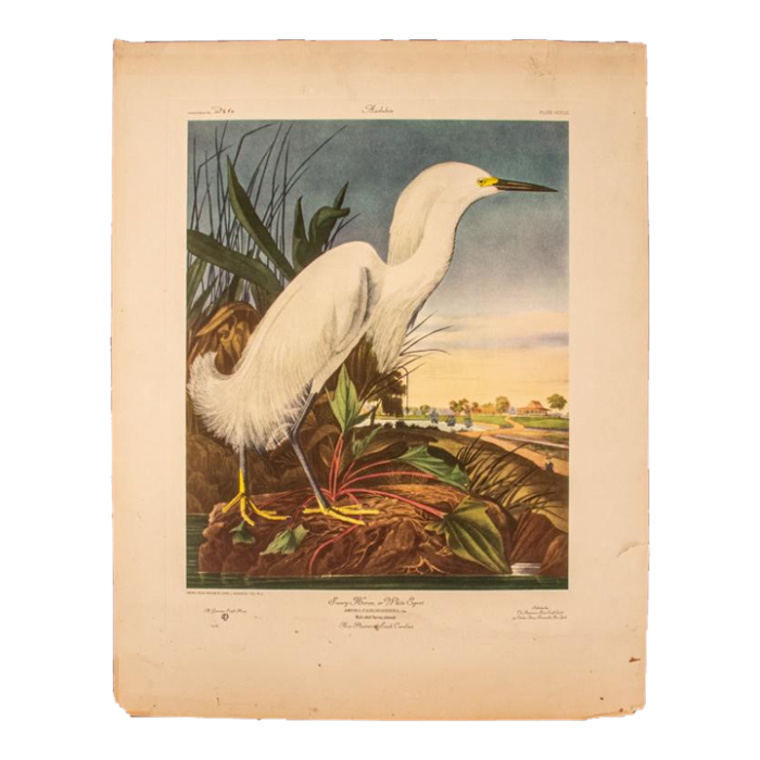 after james audubon snowy heron print 4999