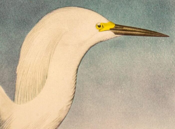 after james audubon snowy heron print 7956