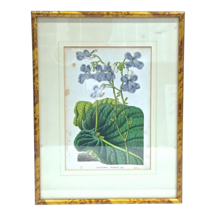 antique framed floral and leaf botanical engraving 2732