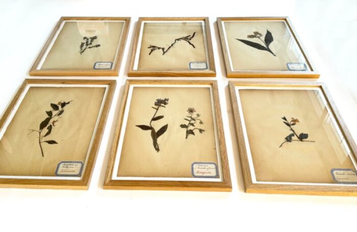 antique french herbarium specimens from late 19th century set of 6 3146