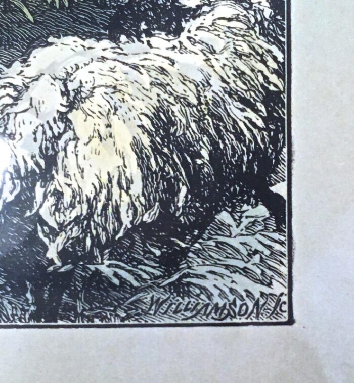 antique scottish sheep herding engraving 2915