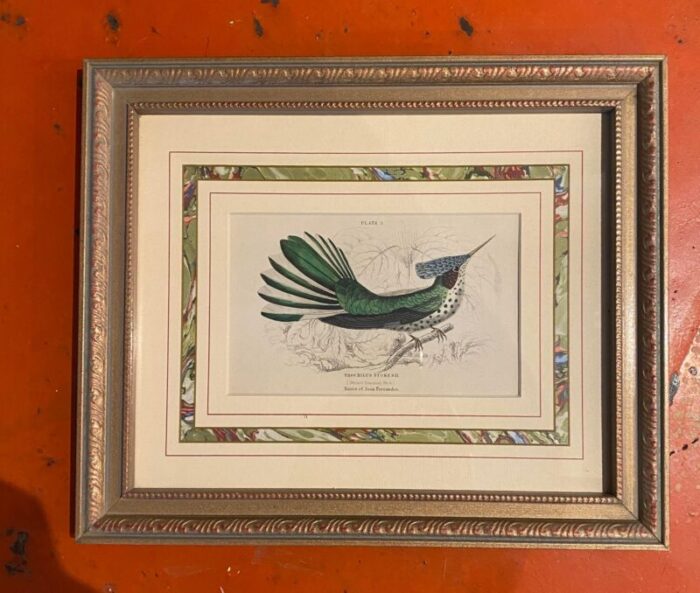 mid 20th century stokes hummingbird engraving framed 6010