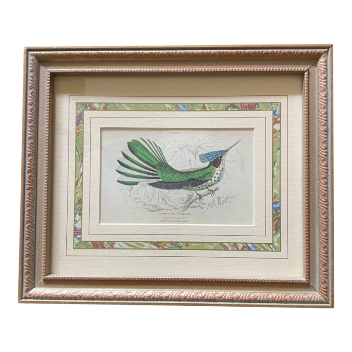 mid 20th century stokes hummingbird engraving framed 7556